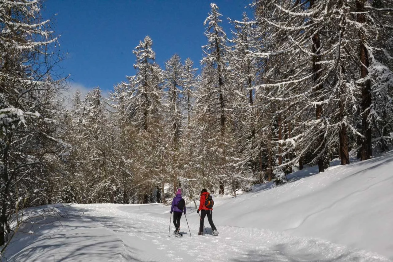 two snowshoers on a trail through woods