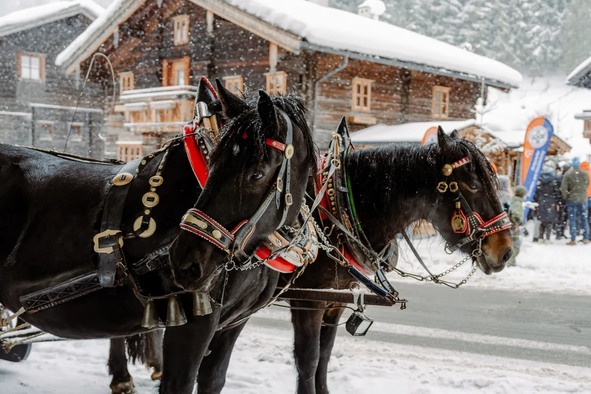 Two black horses in ornate harnesses standing in a snowy village street, with wooden alpine houses in the background