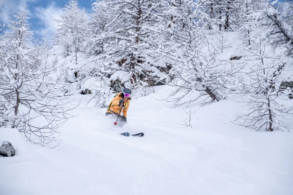 Skier in powder snow among larch trees in the Aosta Valley